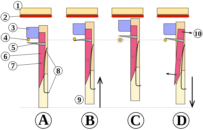 Fonctionnement d'un sautereau de clavecin